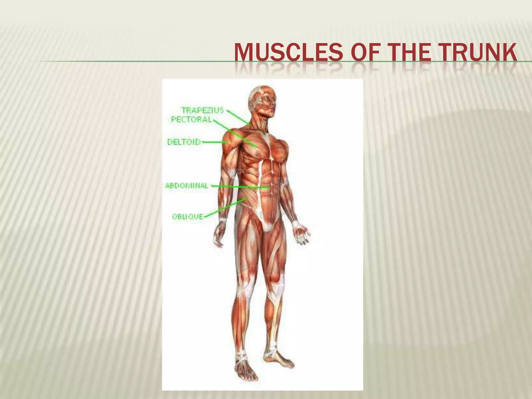 MUSCLES OF THE TRUNK
 