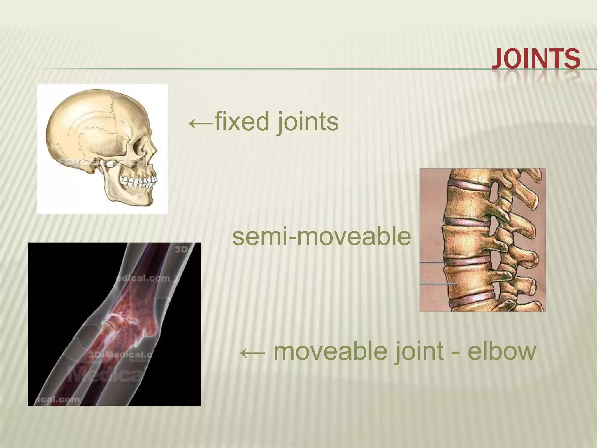 JOINTS

←fixed joints



   semi-moveable →



    ← moveable joint - elbow
 