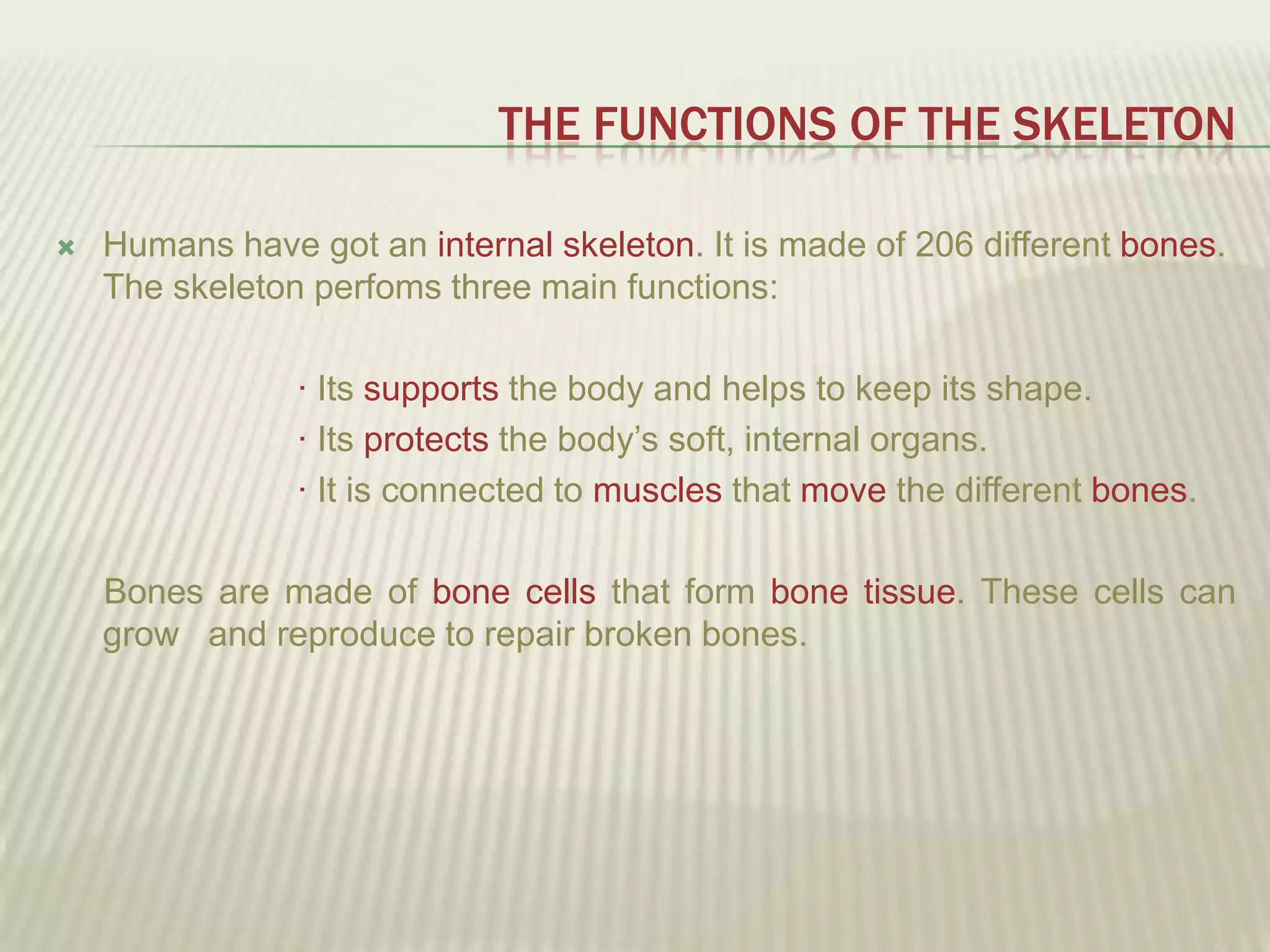 THE FUNCTIONS OF THE SKELETON

   Humans have got an internal skeleton. It is made of 206 different bones.
    The skeleton perfoms three main functions:

                · Its supports the body and helps to keep its shape.
                · Its protects the body’s soft, internal organs.
                · It is connected to muscles that move the different bones.

    Bones are made of bone cells that form bone tissue. These cells can
    grow and reproduce to repair broken bones.
 
