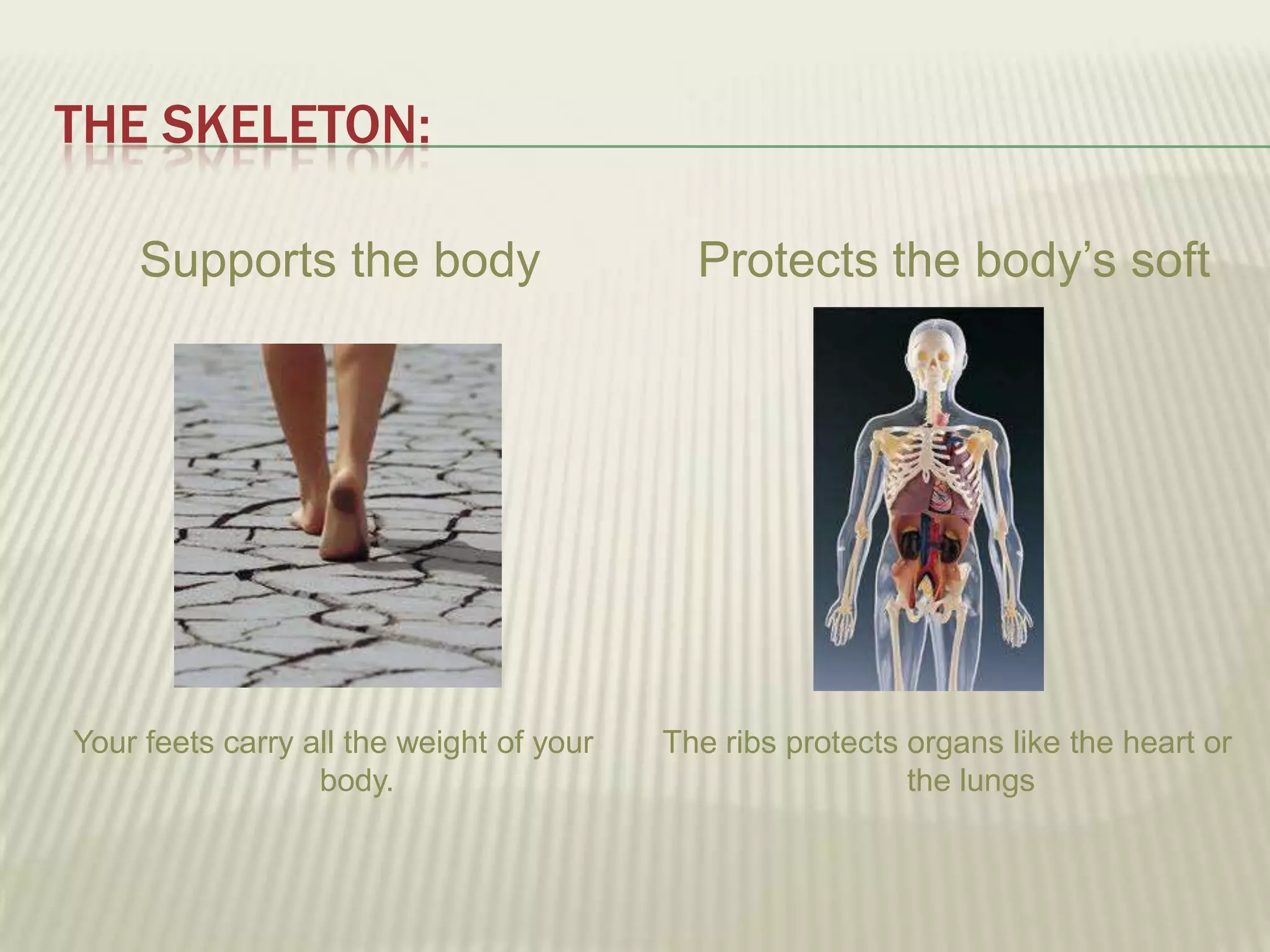 THE SKELETON:

    Supports the body                       Protects the body’s soft




Your feets carry all the weight of your   The ribs protects organs like the heart or
                  body.                                     the lungs
 