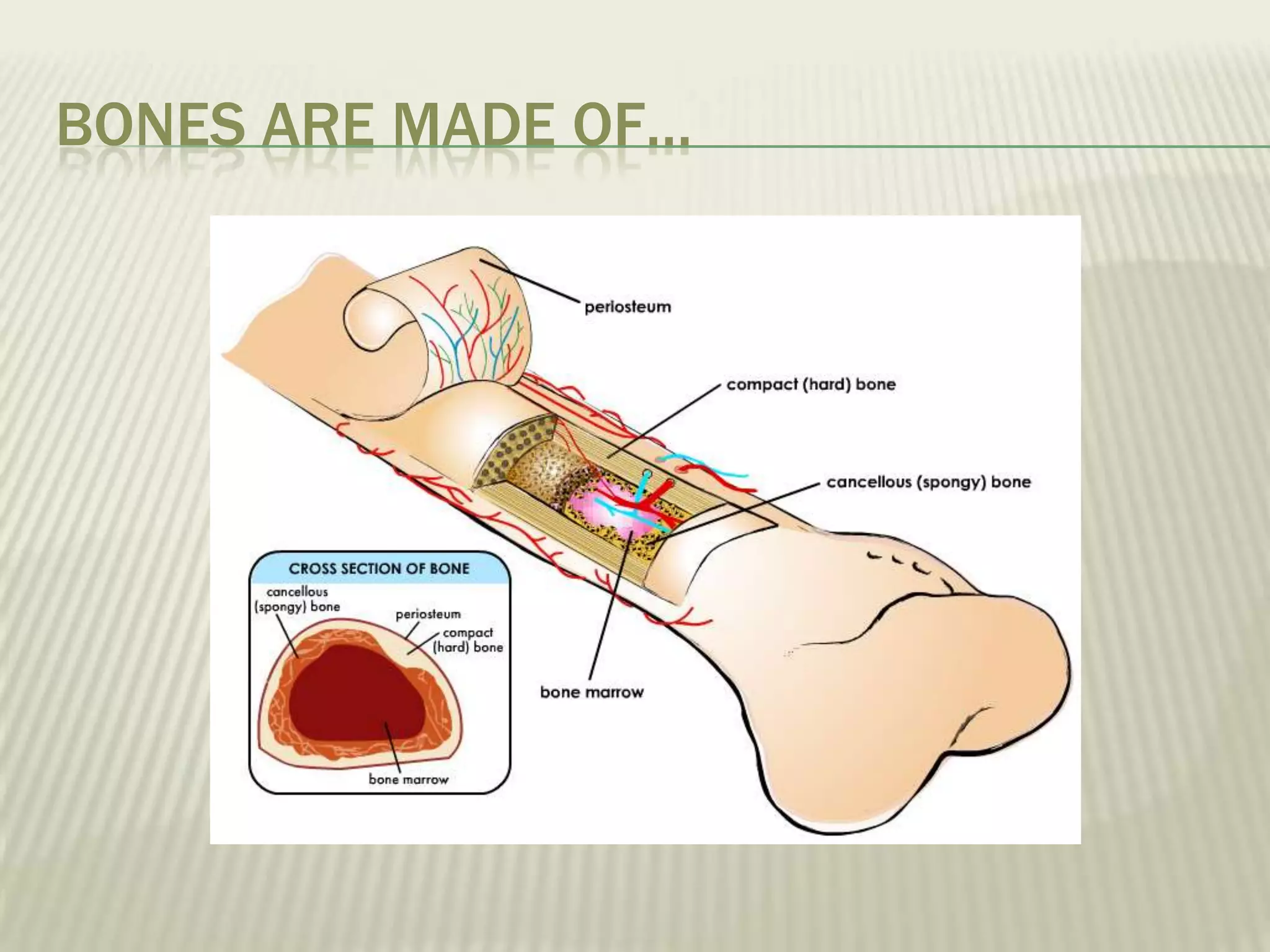 BONES ARE MADE OF…
 