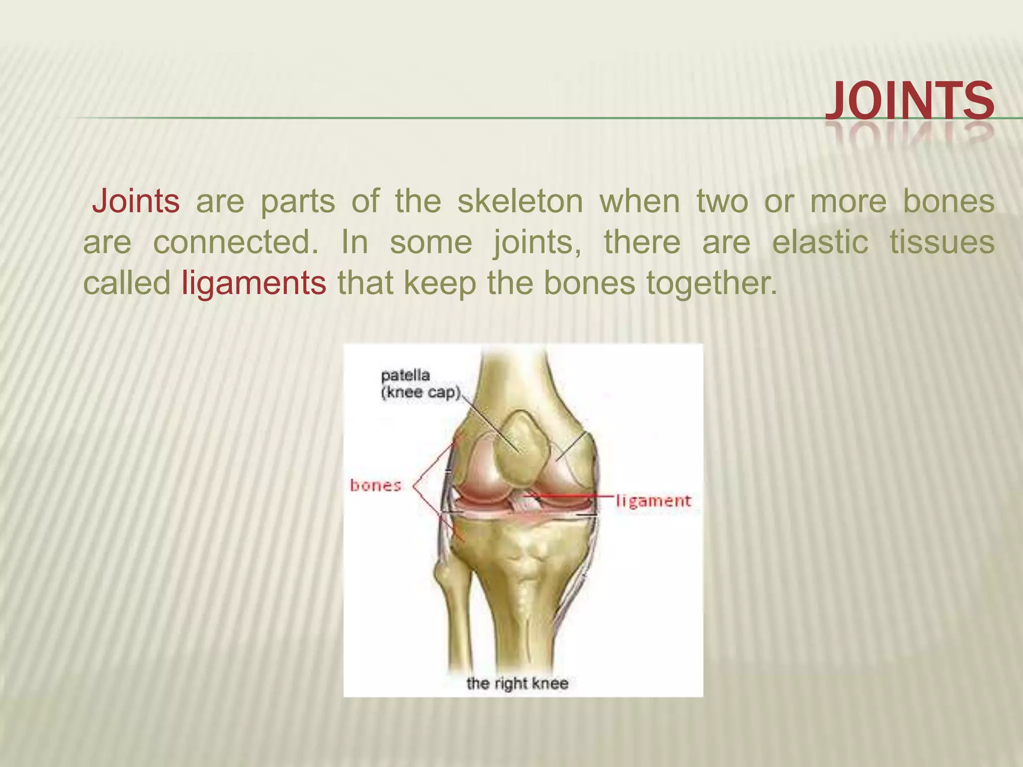 JOINTS
 Joints are parts of the skeleton when two or more bones
are connected. In some joints, there are elastic tissues
called ligaments that keep the bones together.
 