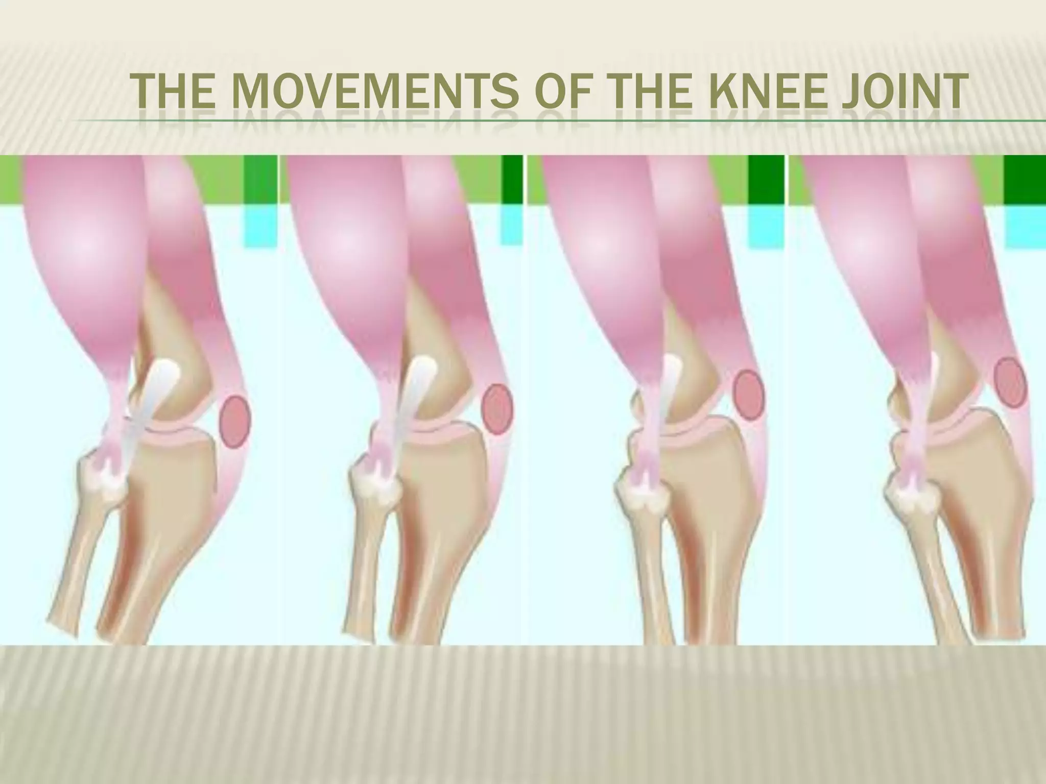 THE MOVEMENTS OF THE KNEE JOINT
 