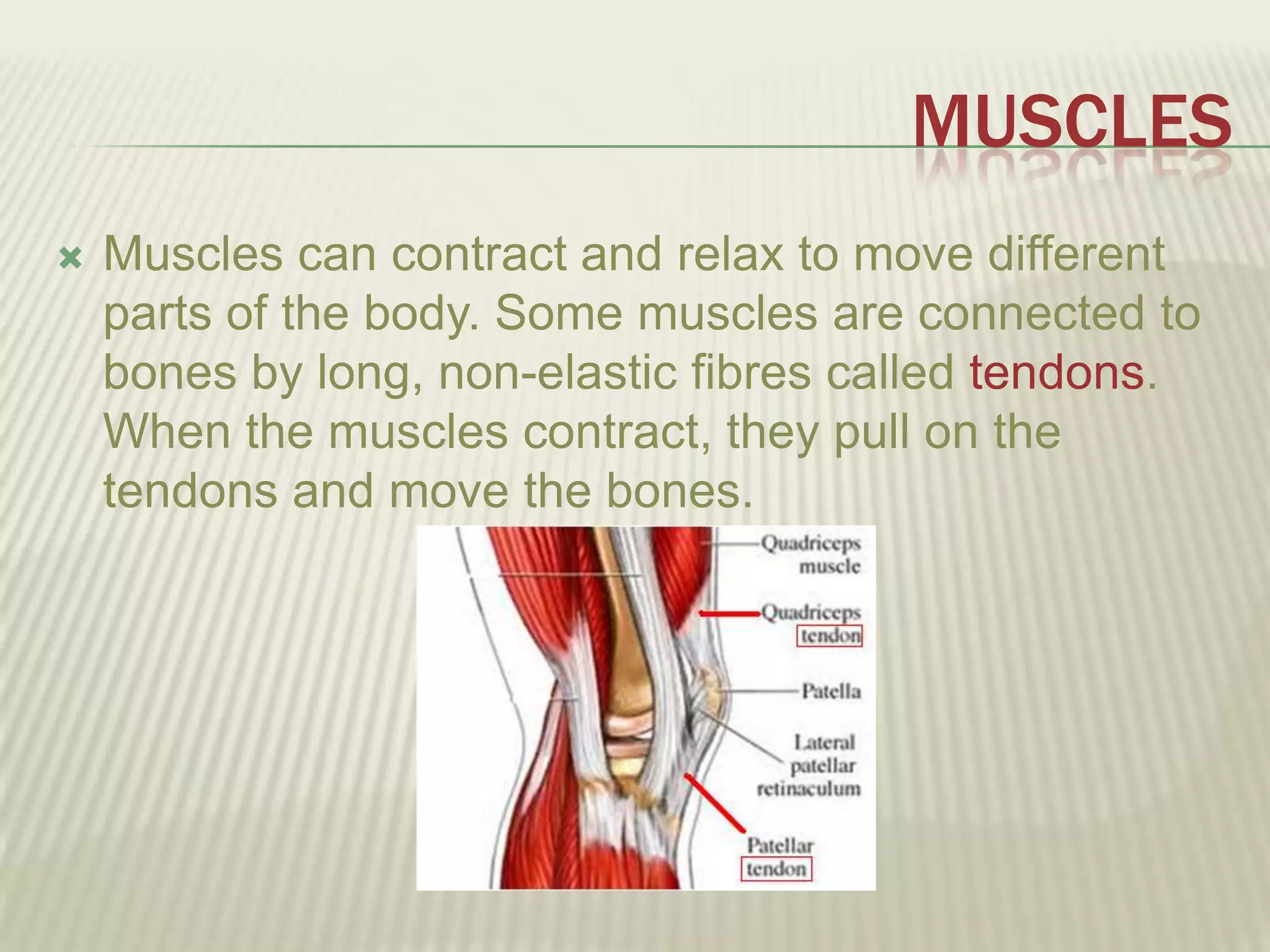 MUSCLES
   Muscles can contract and relax to move different
    parts of the body. Some muscles are connected to
    bones by long, non-elastic fibres called tendons.
    When the muscles contract, they pull on the
    tendons and move the bones.
 