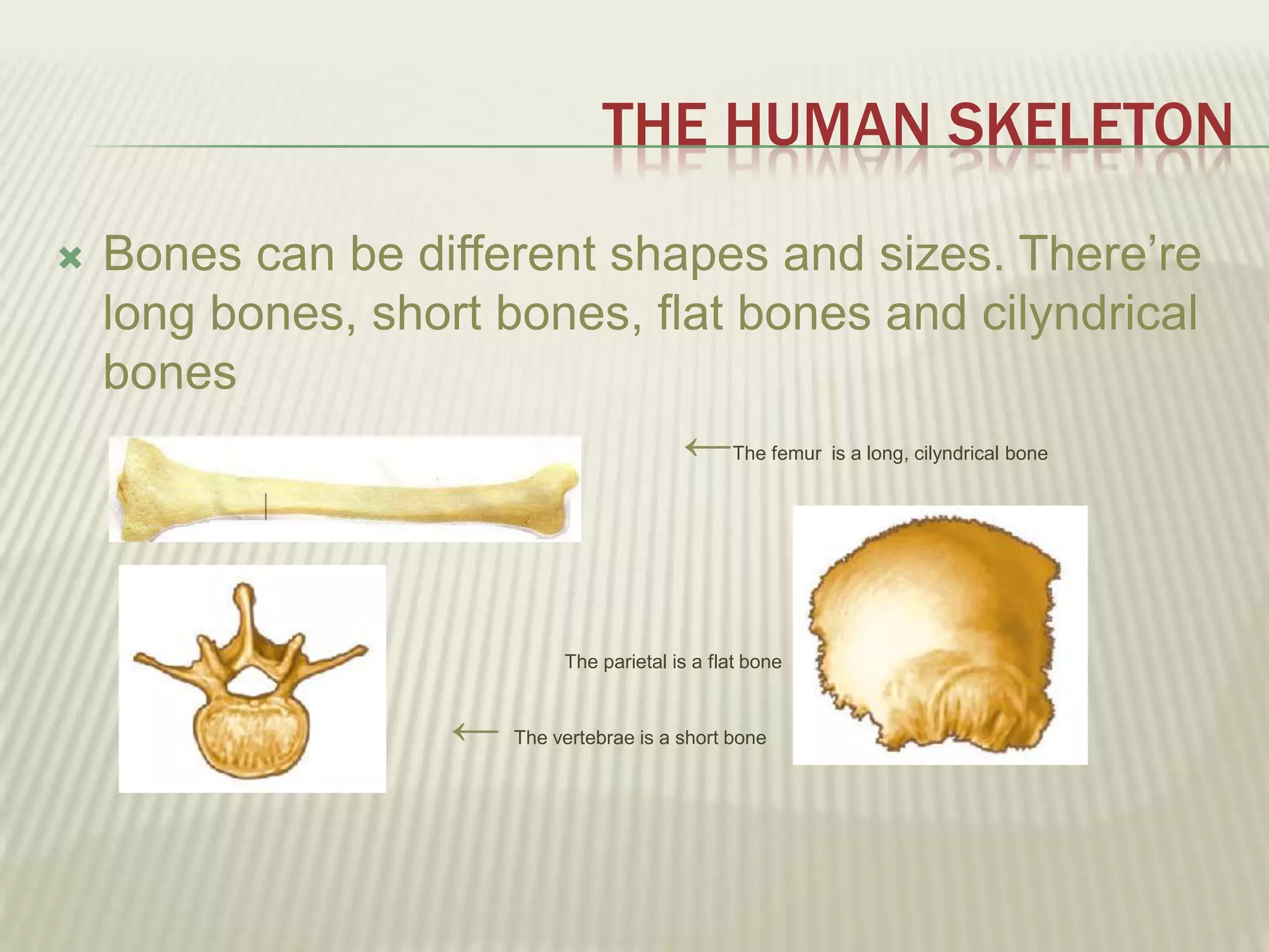 THE HUMAN SKELETON
   Bones can be different shapes and sizes. There’re
    long bones, short bones, flat bones and cilyndrical
    bones
                               ←                 The femur is a long, cilyndrical bone




                             The parietal is a flat bone   →
                    ←   The vertebrae is a short bone
 
