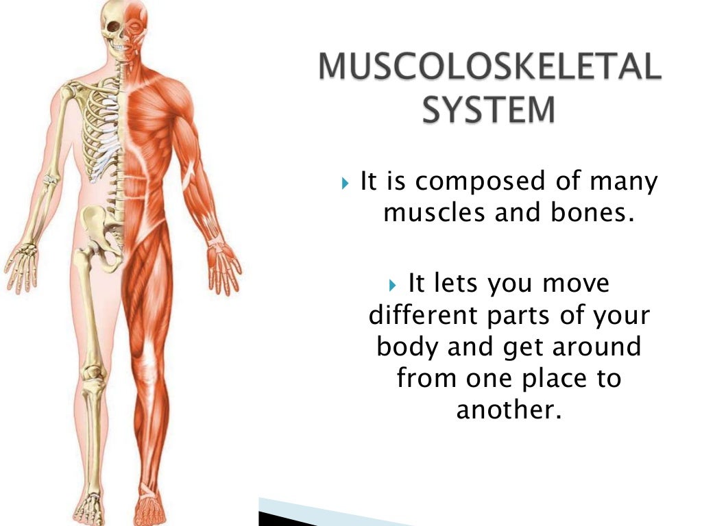 Muscles and bones
