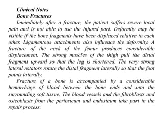 Basics of muscles and bones in human anatomy for medical students | PPTX