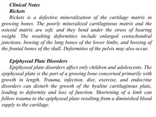 Basics of muscles and bones in human anatomy for medical students | PPTX