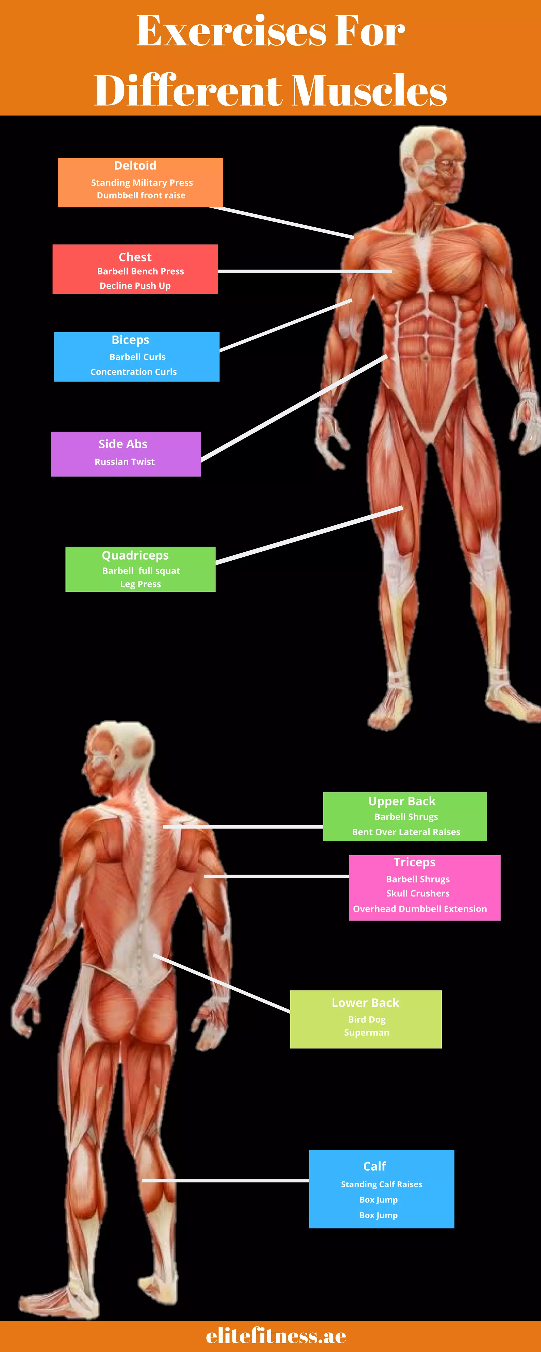 Muscles and exercises | PDF