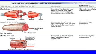 Muscle Tissue Topic Muscles and Muscle Tissue | PPTX