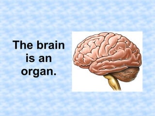 The brain 
is an 
organ. 
 
