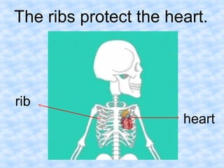 The ribs protect the heart. 
heart 
rib 
 