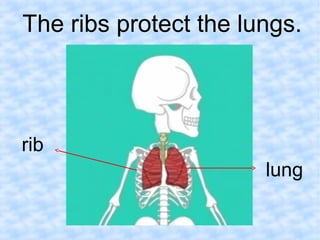 The ribs protect the lungs. 
lung 
rib 
 