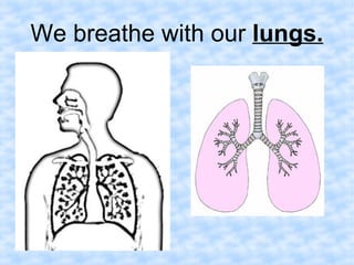 We breathe with our lungs. 
 