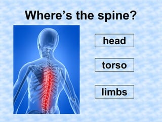 Where’s the spine? 
head 
torso 
limbs 
 