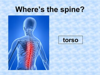 Where’s the spine? 
torso 
 