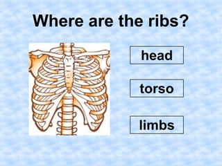 Where are the ribs? 
head 
torso 
limbs 
 