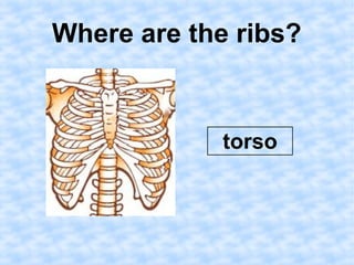 Where are the ribs? 
torso 
 