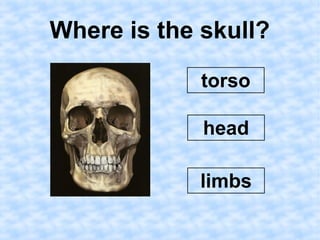 Where is the skull? 
torso 
head 
limbs 
 