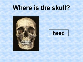 Where is the skull? 
head 
