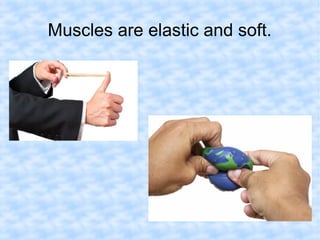 Muscles are elastic and soft. 
 