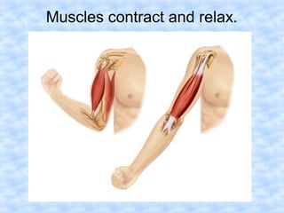 Muscles contract and relax. 
 
