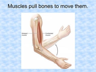 Muscles pull bones to move them. 
 