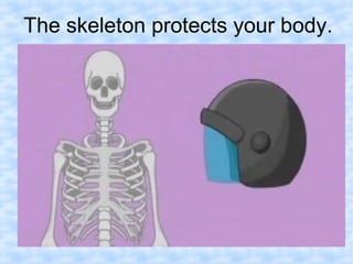 The skeleton protects your body. 
 