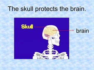 The skull protects the brain. 
brain 
 