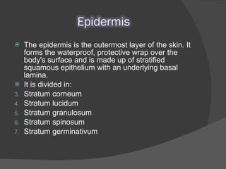 The epidermis is the outermost layer of the skin. It forms the waterproof, protective wrap over the body's surface and is made up of stratified squamous epithelium with an underlying basal lamina. It is divided in: Stratum corneum Stratum lucidum Stratum granulosum Stratum spinosum Stratum germinativum 