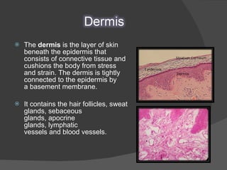The  dermis  is the layer of skin beneath the epidermis that consists of connective tissue and cushions the body from stress and strain. The dermis is tightly connected to the epidermis by a basement membrane. It contains the hair follicles, sweat glands, sebaceous glands, apocrine glands, lymphatic vessels and blood vessels. 