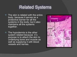 The skin is related with the entire body, because it serves as a protective barrier for all the systems in the body; but it also maintains all the systems together. The hypodermis is the other system related because  it´s purpose is to attach the skin to underlying bone and muscle as well as supplying it with blood vessels and nerves. 