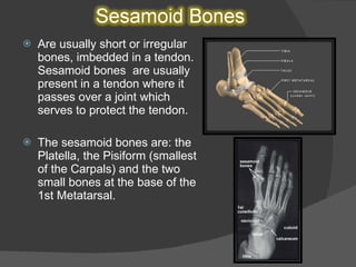 Are usually short or irregular bones, imbedded in a tendon. Sesamoid bones  are usually present in a tendon where it passes over a joint which serves to protect the tendon. The sesamoid bones are: the Platella, the Pisiform (smallest of the Carpals) and the two small bones at the base of the 1st Metatarsal. 