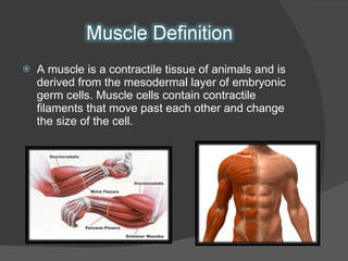 A muscle is a contractile tissue of animals and is derived from the mesodermal layer of embryonic germ cells. Muscle cells contain contractile filaments that move past each other and change the size of the cell.  