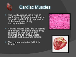 The Cardiac muscle is a type of involuntary striated muscle found in the walls and histologic foundation of the heart, specifically the myocardium. Cardiac muscle cells, like all tissues in the body, rely on an ample blood supply to deliver oxygen and nutrients and to remove waste products such as carbon dioxide.  The coronary arteries fulfill this function. 