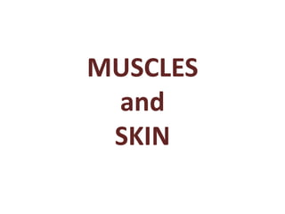MUSCLES
and
SKIN

 