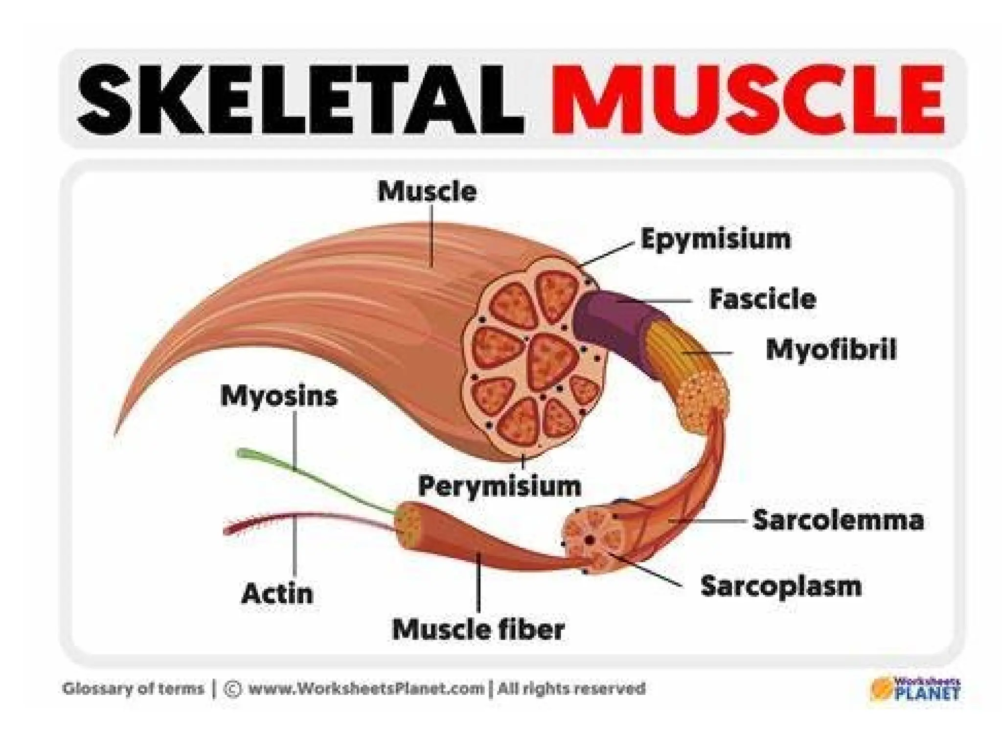 Muscle Kind Muscles and Their different Types in human body | PPTX