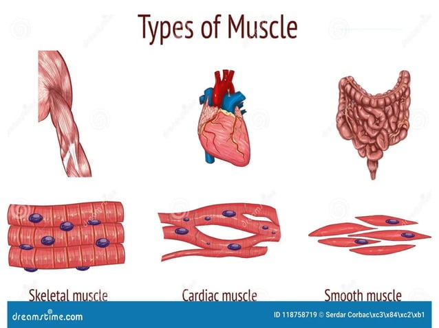 Muscles and Their different Types in human body | PPT