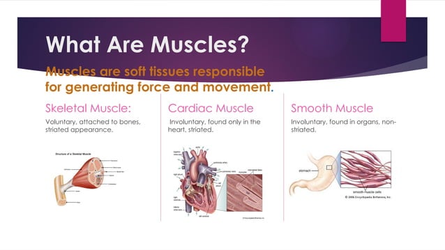 muscles and types and its chatlracteristics | PPT
