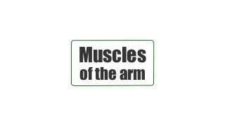 Muscles
of the arm
 