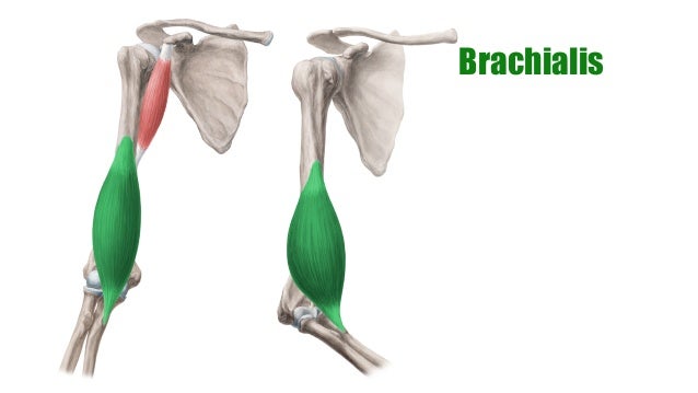 Muscles of the Arm | anatomy Kenhub