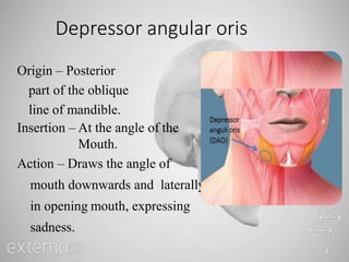 Depressor angular oris
Origin – Posterior
part of the oblique
line of mandible.
Insertion – At the angle of the
Mouth.
Action – Draws the angle of
mouth downwards and laterally
in opening mouth, expressing
sadness.
 