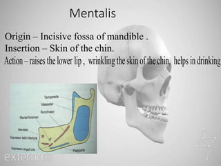 Mentalis
Origin – Incisive fossa of mandible .
Insertion – Skin of the chin.
 