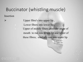 Buccinator (whistling muscle)
Insertion
 Upper fibre's into upper lip ,
 Lower fibers into lower lip ,
 Upper of middle fibers cross the angle of
mouth to run into lower lip and lower of
these fibres; similarly run into upper lip
 