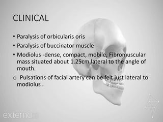 CLINICAL
• Paralysis of orbicularis oris
• Paralysis of buccinator muscle
• Modiolus -dense, compact, mobile, Fibromuscular
mass situated about 1.25cm lateral to the angle of
mouth.
o Pulsations of facial artery can be felt just lateral to
modiolus .
 