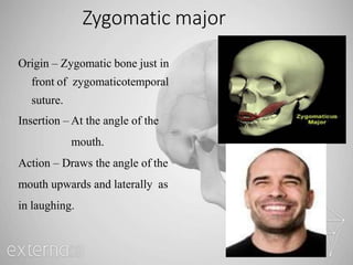 Zygomatic major
Origin – Zygomatic bone just in
front of zygomaticotemporal
suture.
Insertion – At the angle of the
mouth.
Action – Draws the angle of the
mouth upwards and laterally as
in laughing.
 