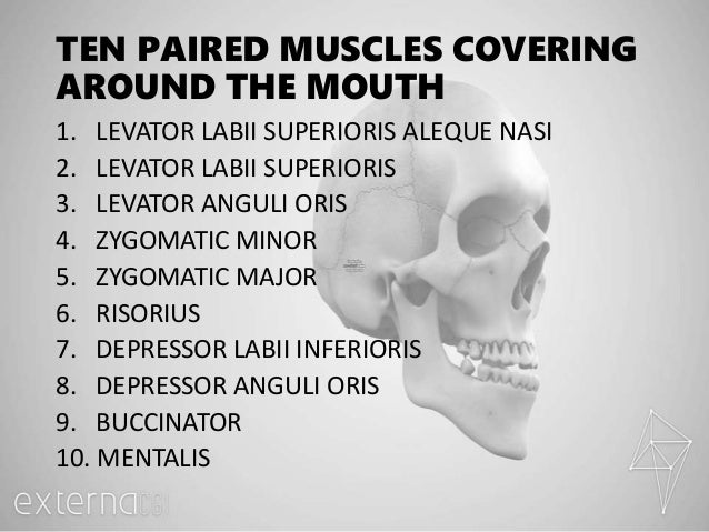 MUSCLES AROUND THE MOUTH