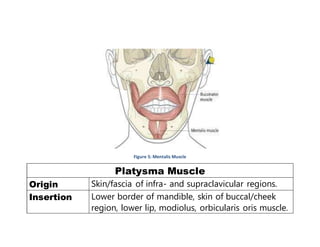 Figure 5: Mentalis Muscle
Platysma Muscle
Origin Skin/fascia of infra- and supraclavicular regions.
Insertion Lower border of mandible, skin of buccal/cheek
region, lower lip, modiolus, orbicularis oris muscle.
 