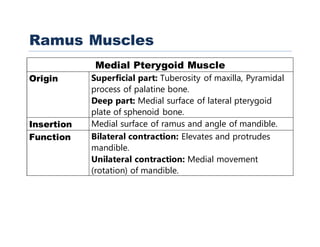 Ramus Muscles
Medial Pterygoid Muscle
Origin Superficial part: Tuberosity of maxilla, Pyramidal
process of palatine bone.
Deep part: Medial surface of lateral pterygoid
plate of sphenoid bone.
Insertion Medial surface of ramus and angle of mandible.
Function Bilateral contraction: Elevates and protrudes
mandible.
Unilateral contraction: Medial movement
(rotation) of mandible.
 