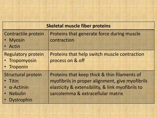Skeletal muscle fiber proteins
Contractile protein
• Myosin
• Actin
Proteins that generate force during muscle
contraction
Regulatory protein
• Tropomyosin
• Troponin
Proteins that help switch muscle contraction
process on & off
Structural protein
• Titin
• α-Actinin
• Nebulin
• Dystrophin
Proteins that keep thick & thin filaments of
myofibrils in proper alignment, give myofibrils
elasticity & extensibility, & link myofibrils to
sarcolemma & extracellular matrix
 
